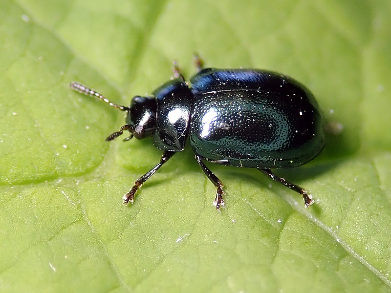 Chrysomelidae: Plagiodera versicolora